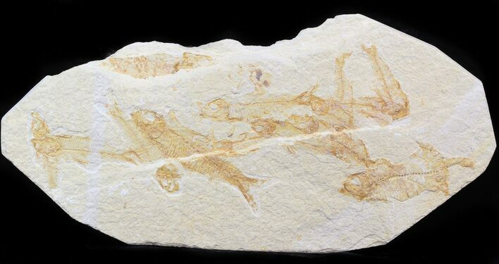 Multiple Knightia Fossil Fish Plate - x #42445